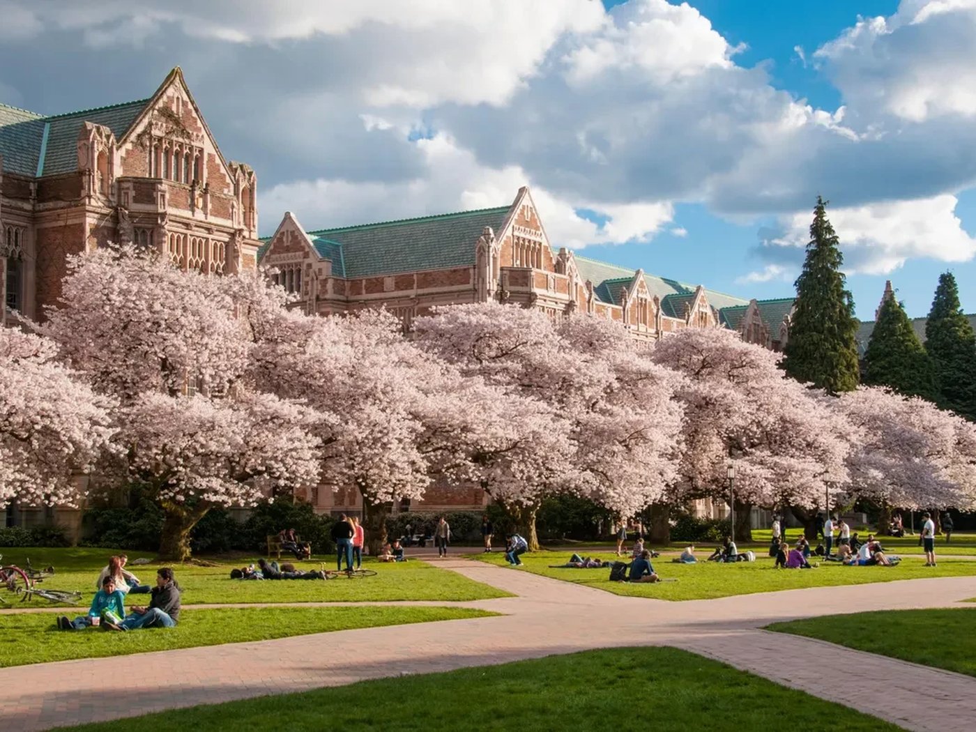 Cherry blossom in the Quad at the University of Washington